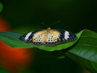 Lepard Lacewing Butterfly